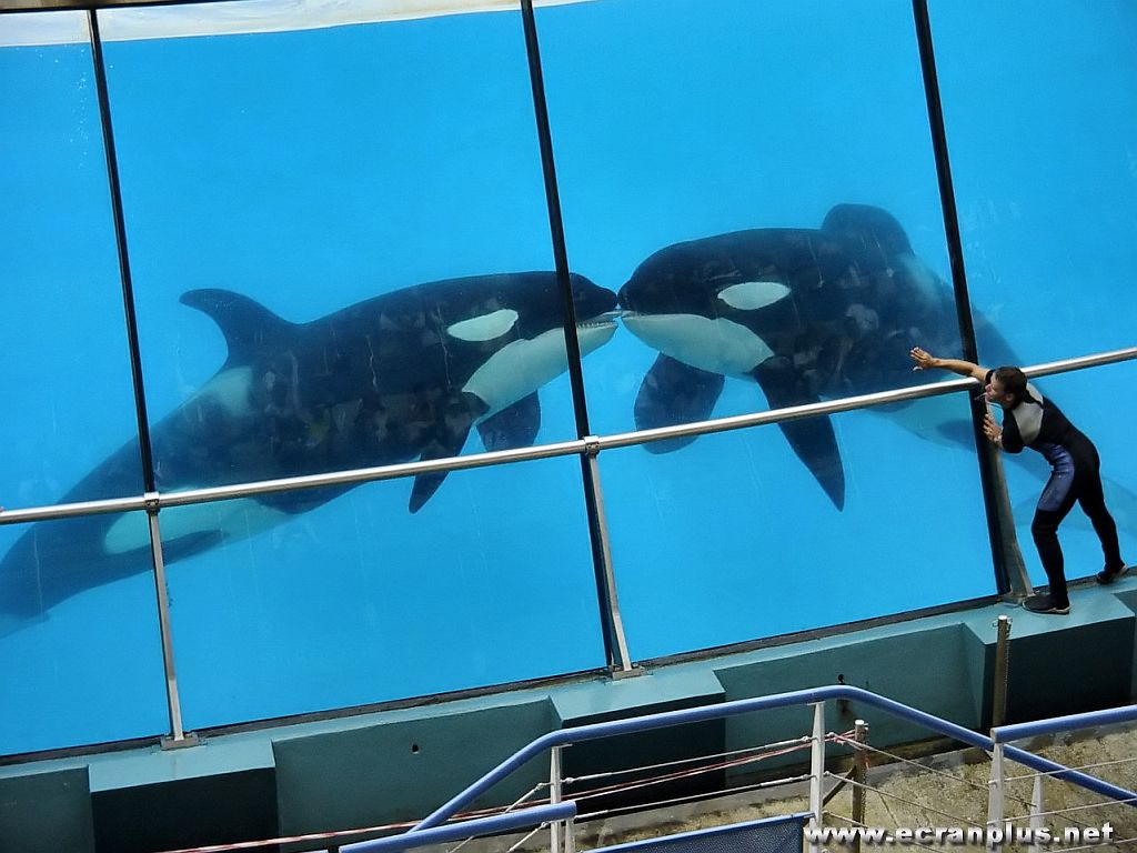 Ecran   Plus |__ Spectacle des orques - Marineland Antibes