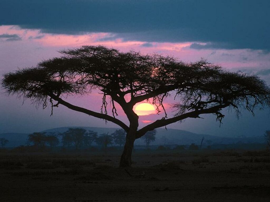 Ecran Plus Coucher De Soleil Sur La Savane Africaine